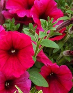 Петуния гибридная многоцветковая Merlin Cherry Rose, Мерлин Черри Роуз, вишневая