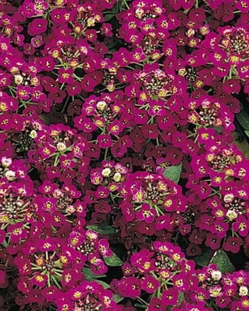 Алиссум Wonderland Deep Rose, Вондерленд Дип Роуз, темно-розовый