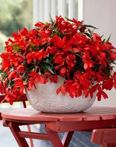 Бегония Ампельная Waterfall Encanto Red, Ватерфул Инканто Рэд, красная