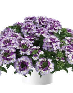 Вербена Vanessa Compact Bicolor Purple, Ванесса Компакт Биколор Перпл, фиолетовая