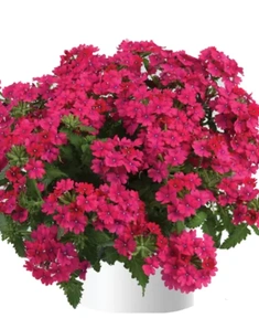 Вербена Vanessa Compact Neon Pink, Ванесса Компакт Неон Пинк, розовая