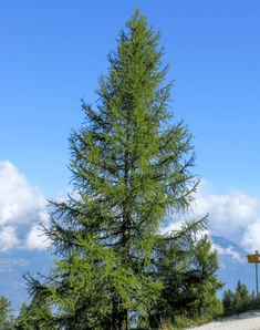 Лиственница