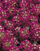 Алиссум Wonderland Deep Rose, Вондерленд Дип Роуз, темно-розовый
