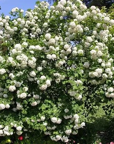 Калина Бульденеж