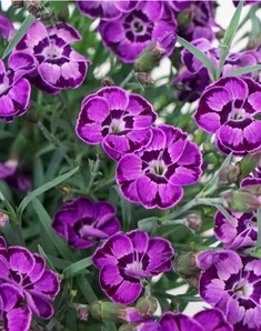Гвоздика Diantica Violet Blue, Диантика Виолет Блю, фиолетовая