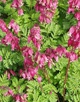 Дицентра изящная