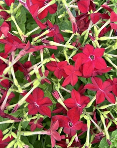 Декоративный табак Saratoga Red, Саратога Рэд, красный