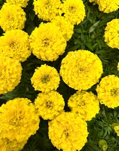Бархатцы прямостоячие Antigua Primrose, Антигуа Примроуз, желтые