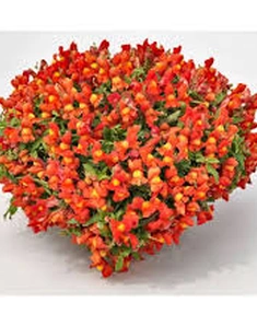 Львиный зев ампельный Candy Showers Orange, Кенди Шауерс Оранж, оранжевый