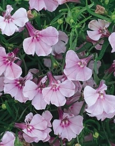 Лобелия эринус Regatta Lilac, Регатта Лилак, лиловая