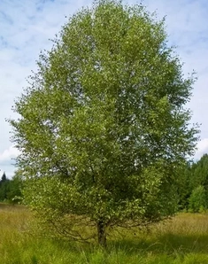 Береза