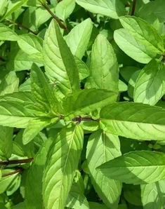 Мята Spirmint, Спирминт