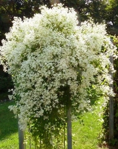 Клематис ломонос