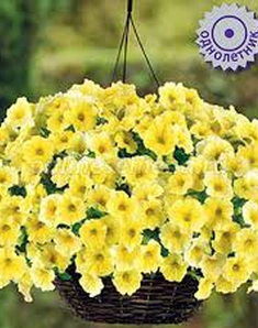Петхоа Caliburst Yellow, Калиберст Йеллоу, желтая