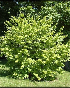 Орех десной (лещина)
