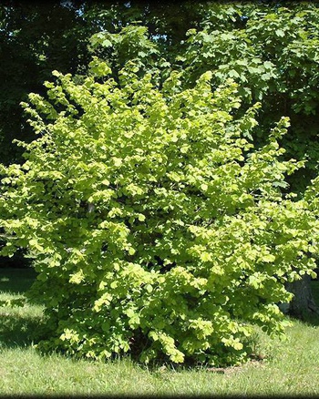 Орех десной (лещина)