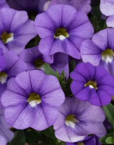 Калибрахоа LIA Sky Blue, Лия Скай Блю, фиолетовая