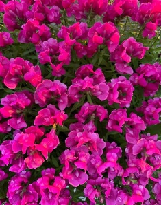 Львиный зев Crackle & Pop Lilac, Крэкл энд Поп Лилак, лиловый