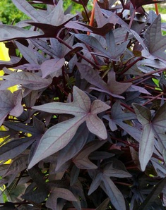 Ипомея батат Sweet Carolina Purple, Свит Каролина Перпл, фиолетовая