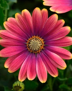 Остеоспермум Flower Power Pink Sun, Флауерпауер Пинк Сан, розовый