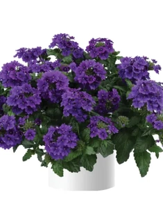 Вербена Vanessa Purple, Ванесса Парпл, фиолетовая