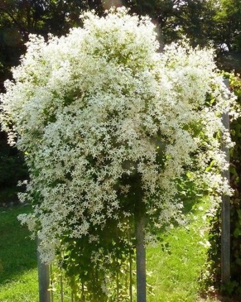 Клематис ломонос