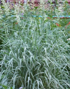 Двукисточник тростниковый (Phalaris arundinacea)