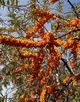 Облепиха Алей (мужская)