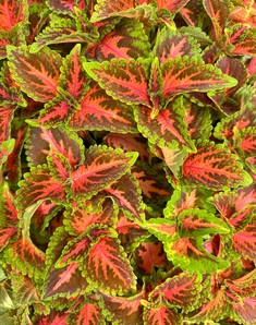 Колеус Блюме Wizard Coral Sunrise, Визард Корал Санрайз, розовый