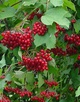 Калина Ульгень
