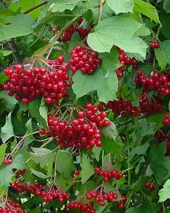 Калина Ульгень