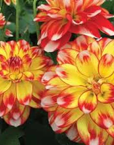 Георгина Hypnotica Orange, Гипнотик Оранж, оранжевая