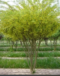 Карагана (акация желтая)