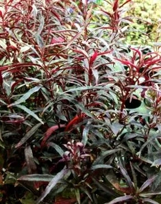 Альтернантера Sessilis Rubra, Сесилис Рубра, красная