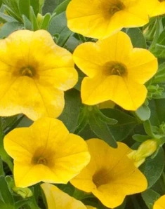 Калибрахоа Neo True Yellow, Нео Тру Йеллоу, желтый