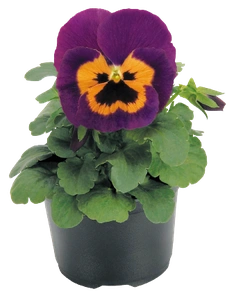 Фиалка Виттрока Inspire Purple&Orange, Инспайр Перпл енд Оранж, фиолетовая с оранжевым и темным центром