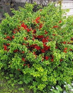 Айва японская