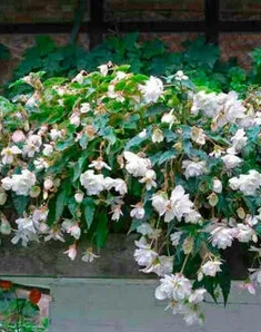 Бегония клубневая Illumination White, Иллюминейшн Вайт, белая