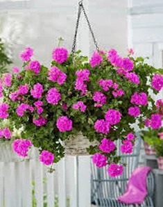 Пеларгония плющелистная Grandeur Ivy Violet, фиолетовый