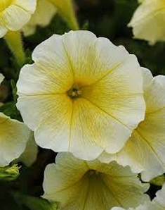 Петуния гибридная ампельная E3 Easy Wave Yellow, Изи Вейв Йеллоу, желтая